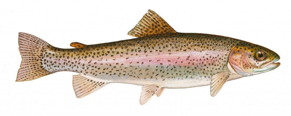 The Smoky Mountain Rainbow Trout – Inside Townsend